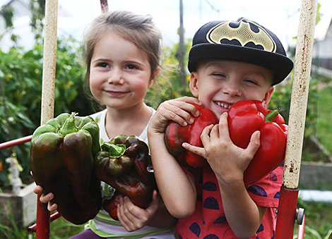 A pepper weighing more than 500 grams was grown in Grodno