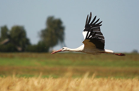 Stork flying over the fields of the Vasilishki company