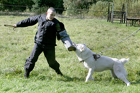 K9 center of Belarus' Armed Forces marks its 25th anniversary