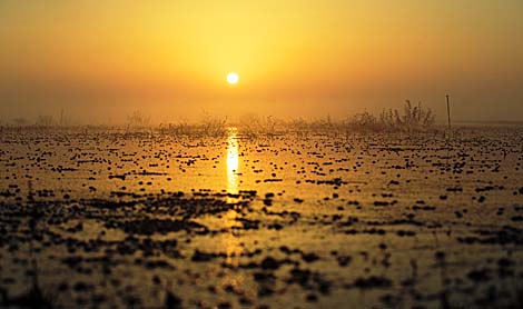 Cranberry field. OAO Polesskie Zhurawiny, Pinsk District