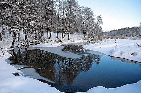 Forest in Mogilev District