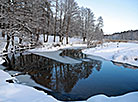 Forest in Mogilev District