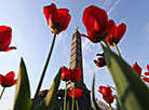 May tulips on Victory Square in Minsk