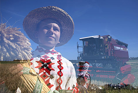 Harvest time in the Vasilishki company