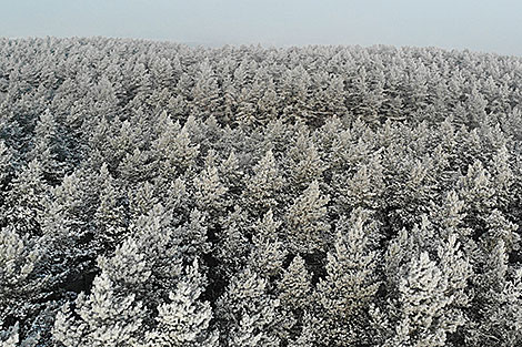 Зіма ў Гродзенскім раёне