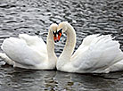 Swans on the Western Dvina River