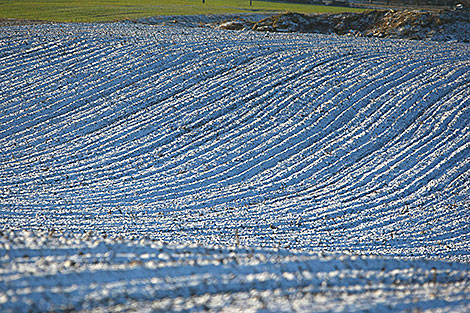 Early spring morning fields