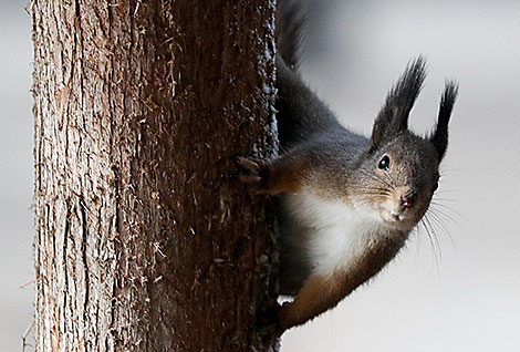 A squirrel in Maksim Gorky Park in Minsk
