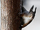 A squirrel in Maksim Gorky Park in Minsk
