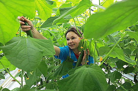 Kadino Firm starts its cucumber season