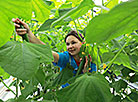 Kadino Firm starts its cucumber season