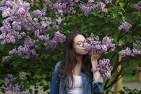 Week of Lilac at Minsk Botanical Garden