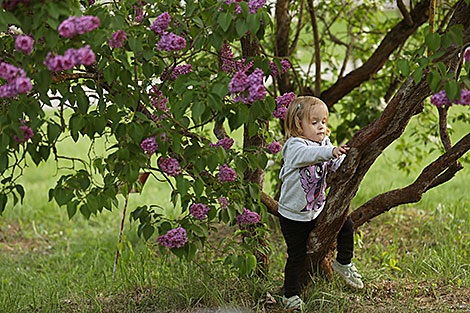 Week of Lilac at Minsk Botanical Garden