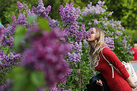 Lilac Blooms at Minsk Botanical Garden