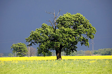 Polesie before a thunderstorm