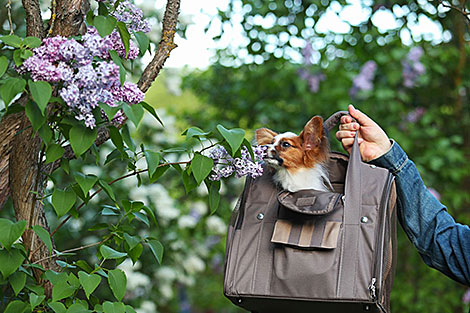 Week of Lilac at Minsk Botanical Garden