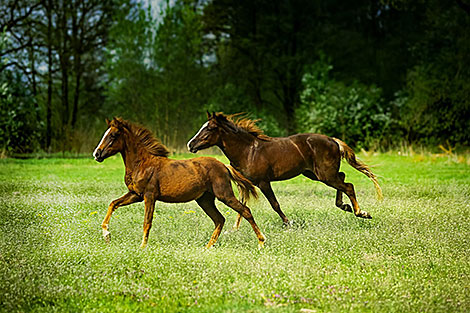 Horses