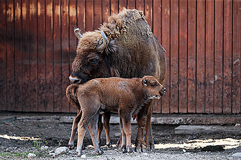 Bison twins born at Minsk Zoo