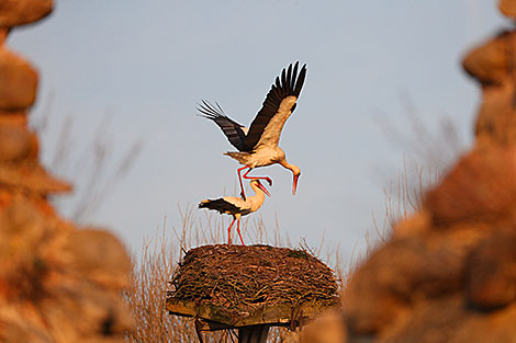 White storks near Krevo Castle