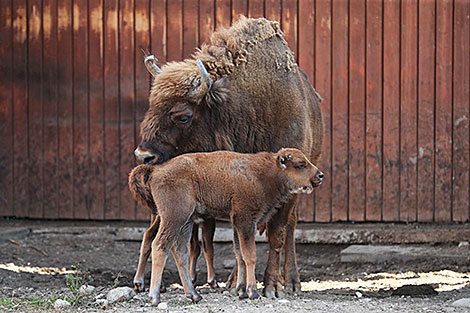 Bison twins born at Minsk Zoo