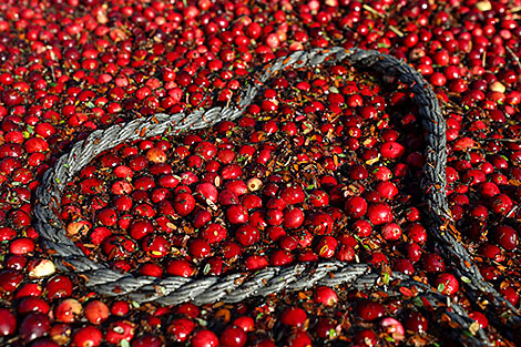 Cranberry harvesting in Brest Oblast