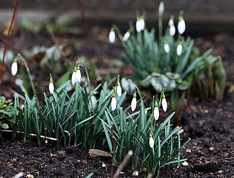 Snowdrops burst into life in Vitebsk