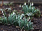 Snowdrops burst into life in Vitebsk