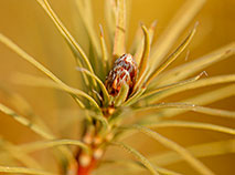 The nationwide campaign Forest Week in Belarus