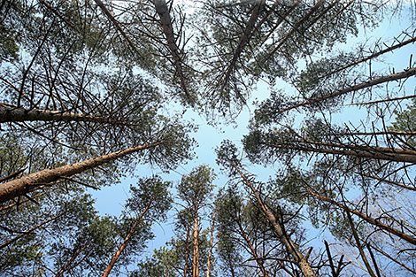 Forest Week in Minsk Oblast 