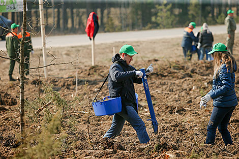 Forest Week in Minsk Oblast 