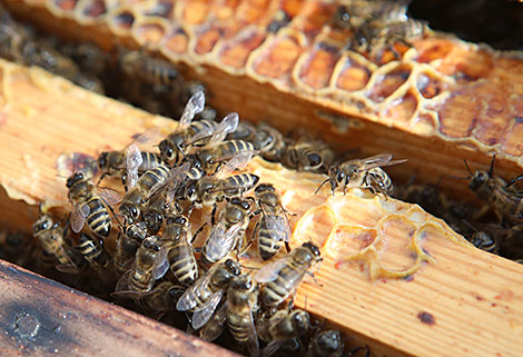 Beehive in Gomel Oblast