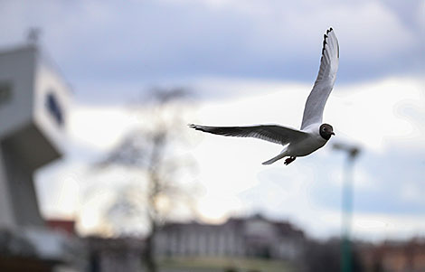 Gull in Minsk