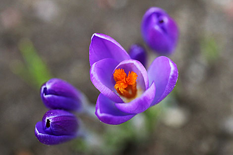 Crocuses