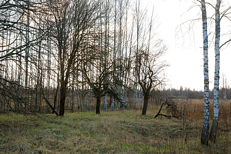 Burial place of the village of Malinovka not far from Kostyukovichi