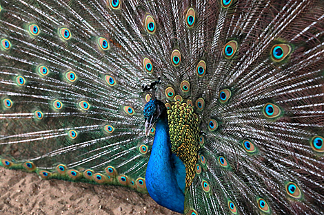 A peacock