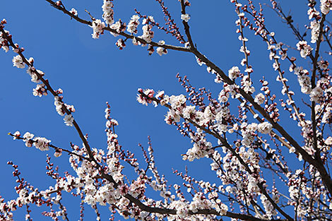 A blooming apricot tree in Gomel