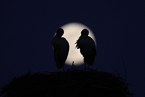 Supermoon in Grodno