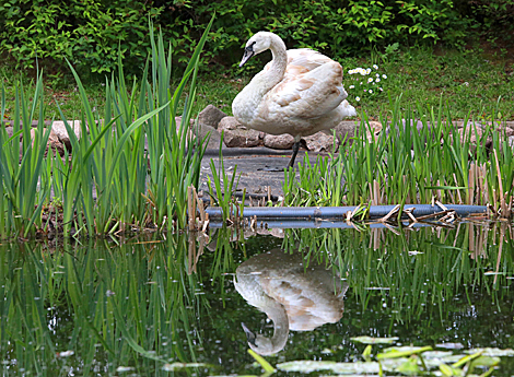 Young mute swan