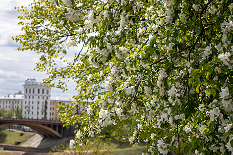 Apple trees in bloom in Vitebsk