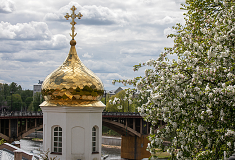 Apple trees in bloom in Vitebsk