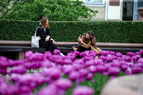 Tulips in bloom in Minsk