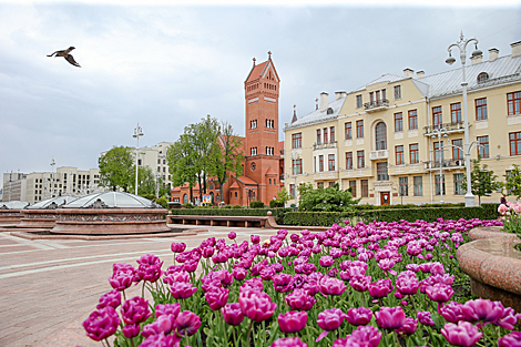 Tulips in bloom in Minsk