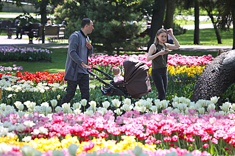 Thousands of tulips planted at Gomel Palace and Park Ensemble