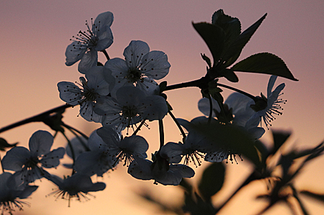 Spring blossoms in Grodno