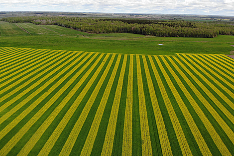 Winter cress and rye field in Grodno Oblast