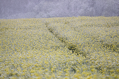 Colza fields covered with snow