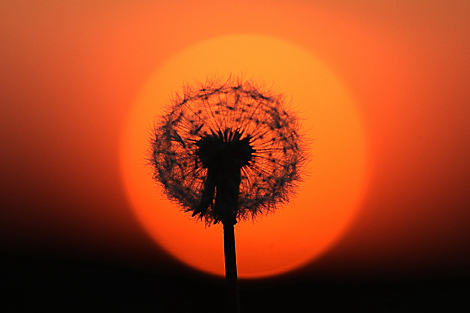 Dandelion in the light of sunset