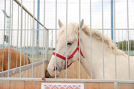 The international agriculture expo Belagro 2020 in Minsk