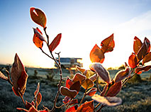 Cranberry harvest season in Belarus