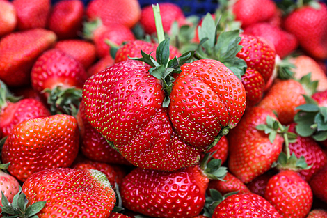 Strawberry harvesting season in Belarus